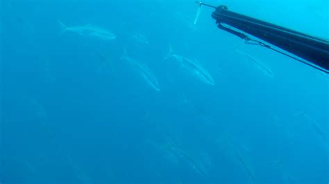 OCEAN HUNTER Spearfishing & Freediving .